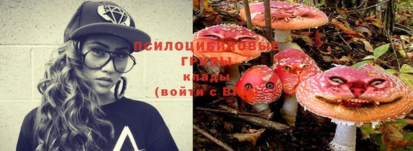 прущие грибы Бронницы